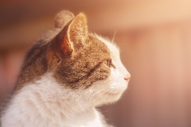 Perfil de gato cinza com branco em foco desfocado Retrato de um animal um gato