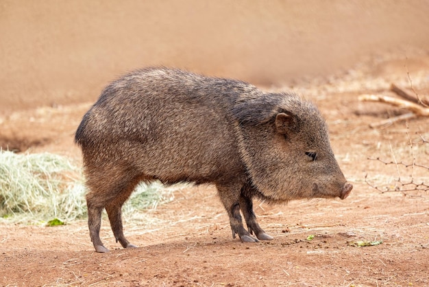 Perfil de Javelina Collard Pecari