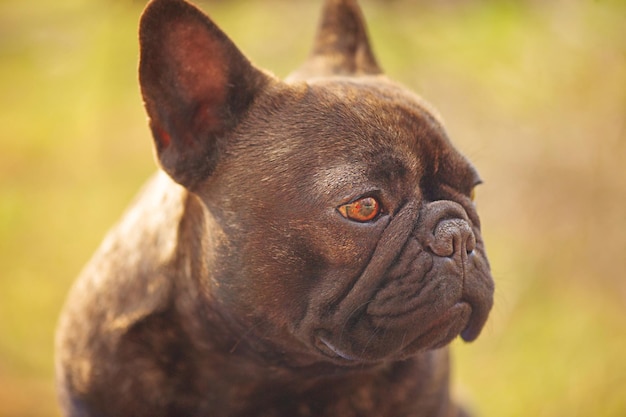 Perfil de um bulldog francês em um fundo de grama Retrato de um cachorro jovem