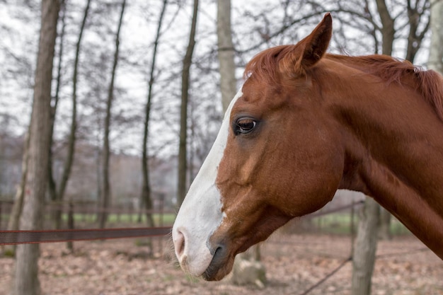 Perfil de um cavalo