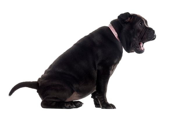 Perfil de um filhote de cachorro shar pei sentado e bocejando isolado no branco