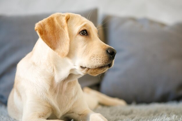 Foto perfil de um labrador fulvo em casa