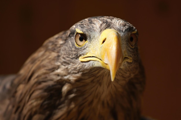 Perfil de uma águia marinha Haliaeetus albicilla