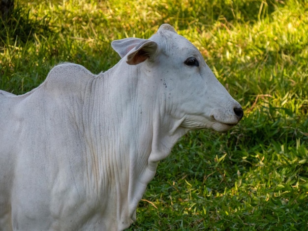 Perfil do gado nelore a pasto