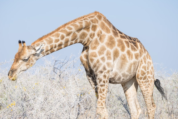 Perfil do girafa no arbusto, no fim ascendente e no retrato. Safari da vida selvagem no Parque Nacional Kruger, o principal destino de viagem na África do Sul.