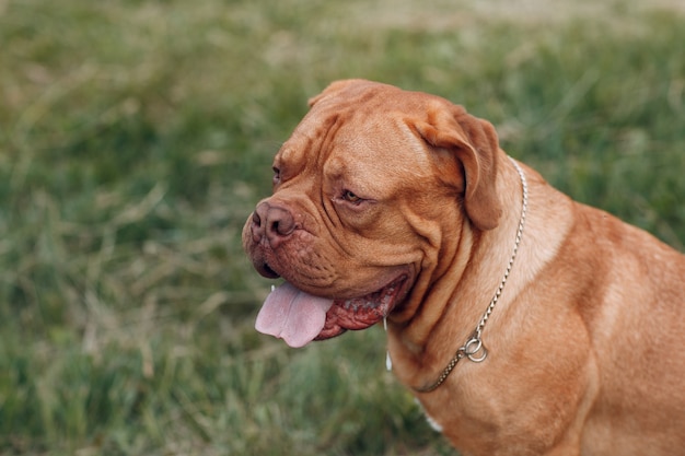 Perfil do retrato Dogue de Bordeaux. Cão de estimação mastim.