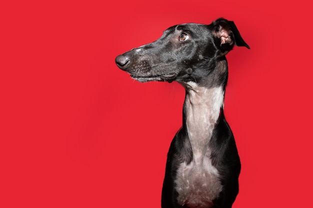 Foto perfil galgo preto olhando para longe com cara de expressão surpresa isolado em fundo vermelho