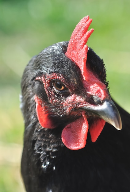 Perfil de una gallina marrón