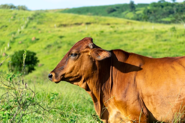 Perfil de ganado de cuero marrón en pasto