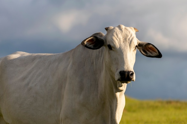 Perfil del ganado nelore en pasto