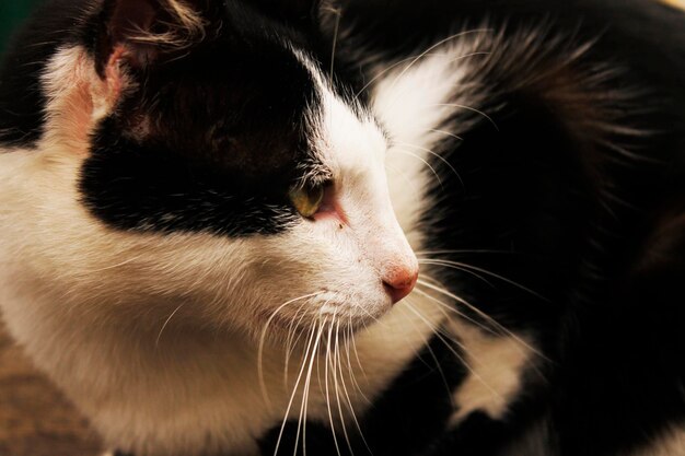 Foto perfil de gato blanco y negro belleza felina