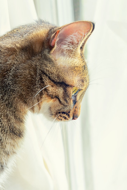 Perfil gato mira a las ventanas