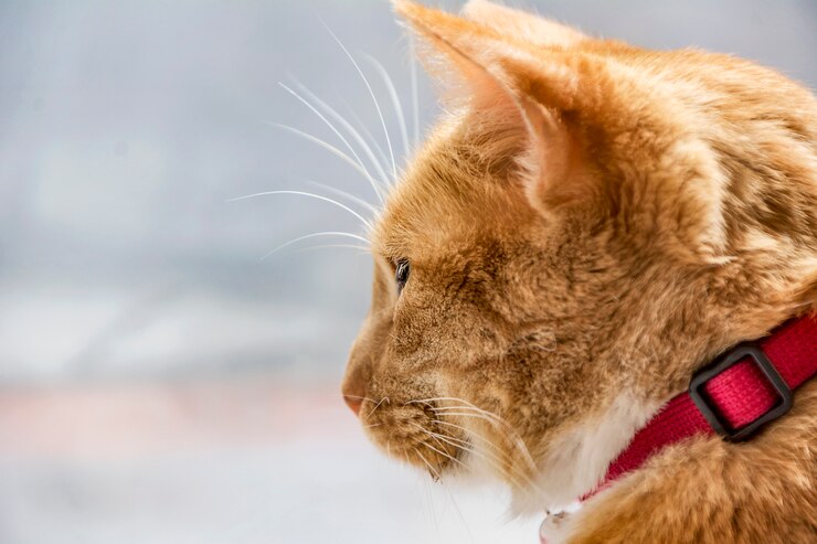 Perfil de un gato mirando por la ventana.