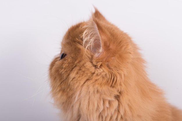 El perfil del gato de pelo largo exótico persa está en fondo blanco