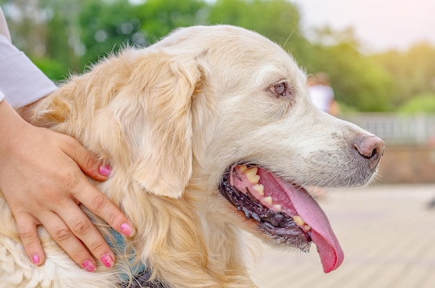 Perfil de un gran perro blanco Labrador orejas largas nariz grande lengua roja Las manos femeninas abrazan a una querida mascota