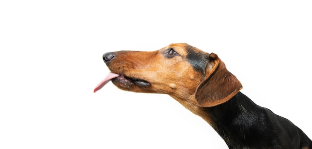 Foto perfil hambriento cachorro de perro salchicha lamiendo sus labios con lengua aislado sobre fondo blanco.