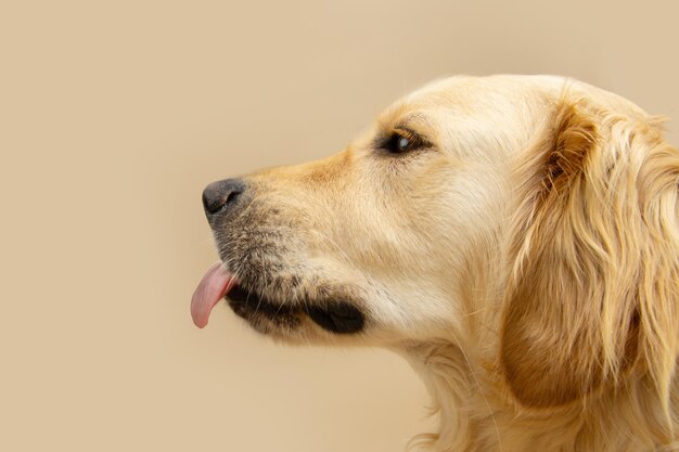 Foto perfil hambriento perro cachorro golden retriever lamiendo sus labios con la lengua aislado en fondo beige