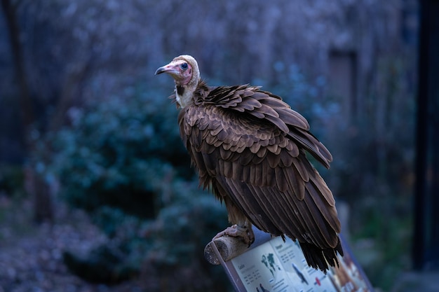 Perfil lateral de um belo pássaro abutre olhando de lado empoleirado em uma placa