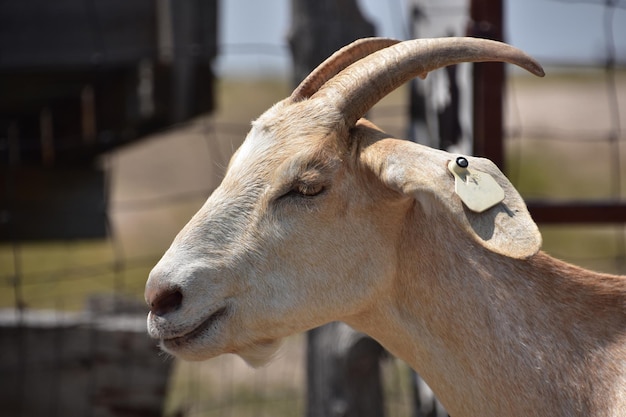 Foto perfil lateral de uma cabra no verão