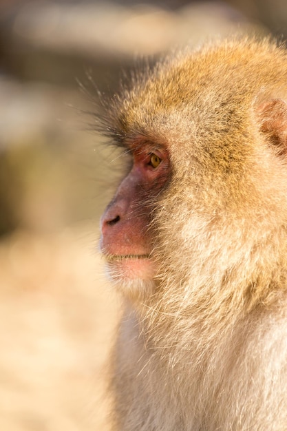 Perfil lateral do macaco selvagem