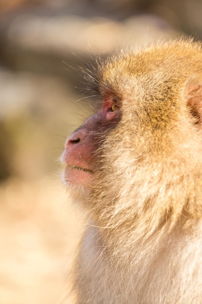 Perfil lateral do macaco