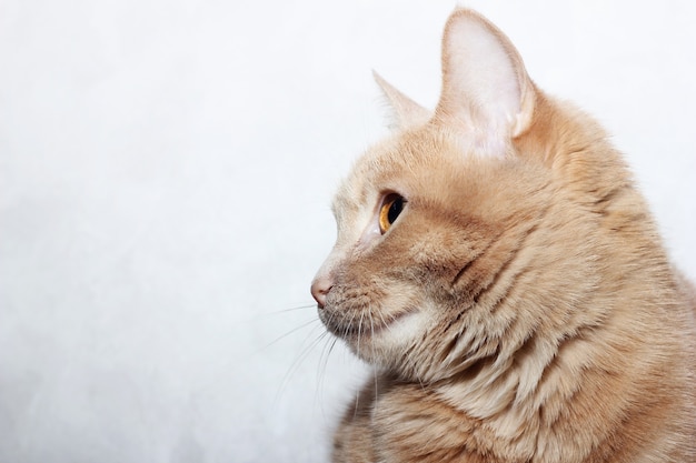 Perfil lateral de gato rojo sobre fondo blanco.