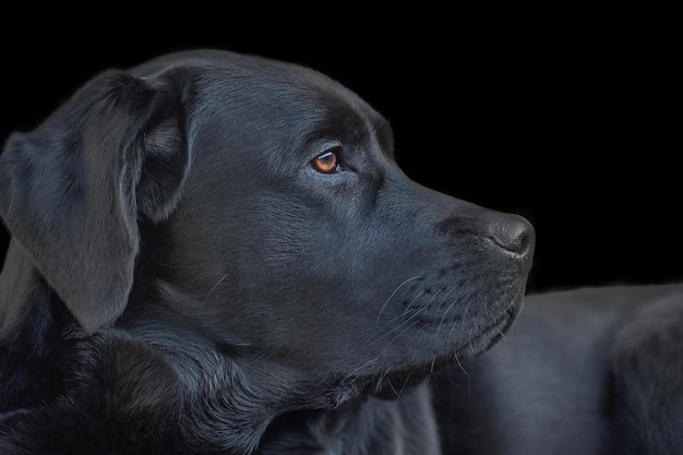 perfil, de, un, negro, labrador, perro perdiguero, perro, un, perro joven, en, un, fondo negro