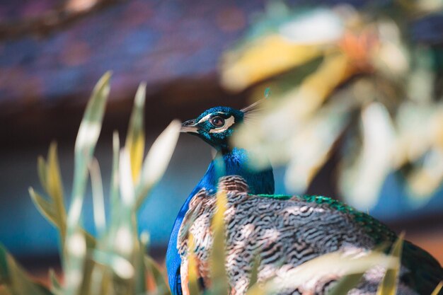 Foto perfil de pavo real en un entorno tropical