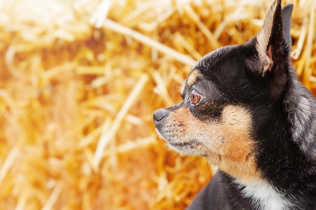 Perfil de un perro chihuahua sobre un fondo de paja Perro de raza pequeña tricolor negro marrón blanco