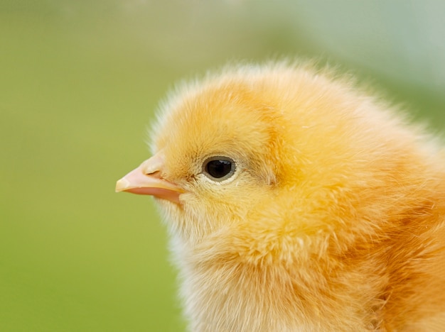 Perfil de un pollo amarillo