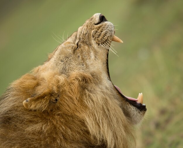 Perfil de primer plano de León bostezando, Parque Nacional del Serengeti, Serengeti, Tanzania, África