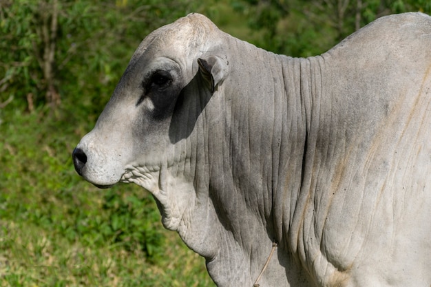 Perfil de toro nelore de la granja