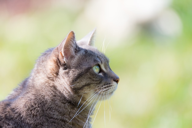 Perfile o retrato do focinho cinzento do gato, com olhos verdes, ao ar livre