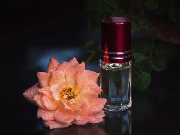 Perfume concentrado em um mini frasco com chá rosa perfumado rosa sobre preto