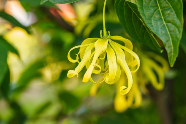 Perfume Tree ou YlangYlang Flower close-up