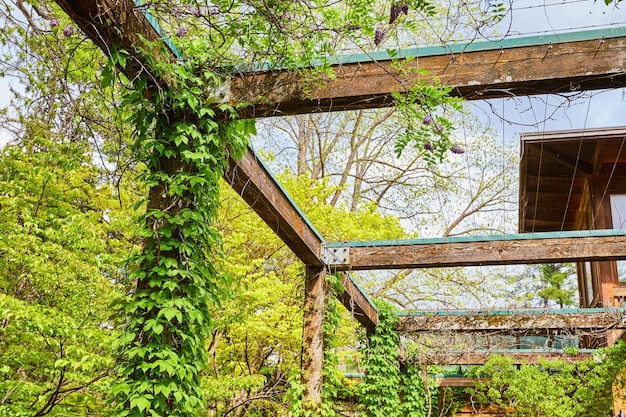 Foto pergola balken mit kriechenden efeu-reben und blumen blühen im sommer mit fernen hütten