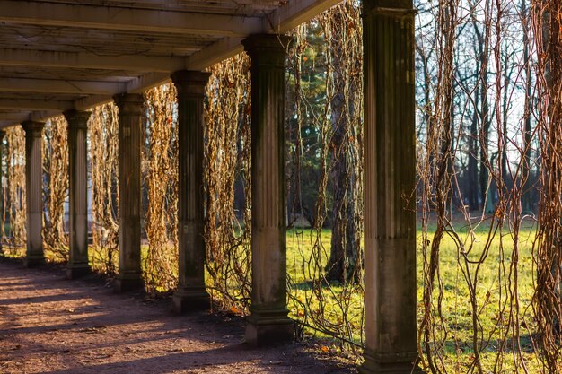 Pergola im Catherine Park im Herbst