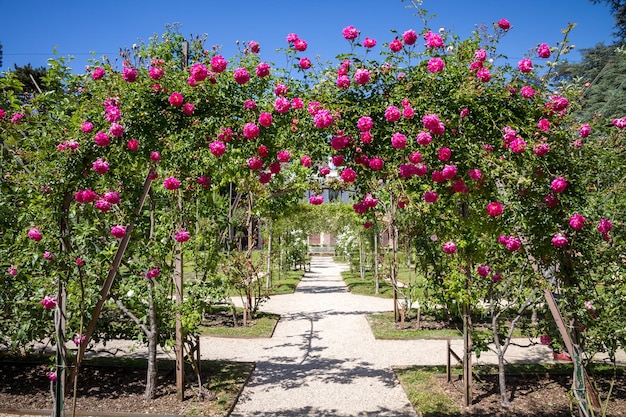 Pérgola de rosas en un jardín francés