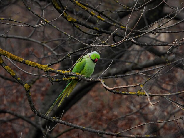 Perico alejandrino en el parque en una rama