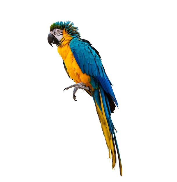 Perico loro guacamayo posado en una rama sobre un fondo blanco aislado