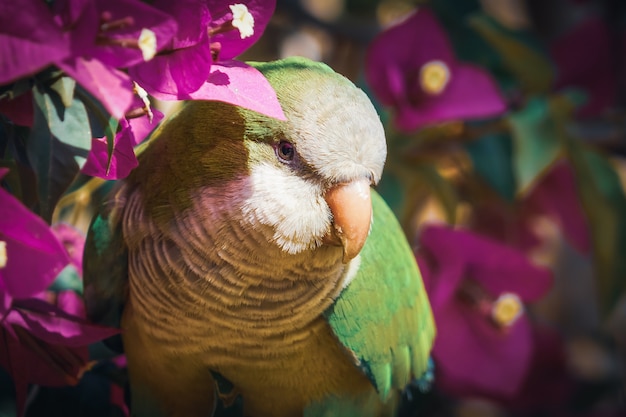 Perico monje mirando entre flores de buganvillas