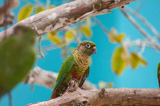 Perico de vientre marrón Pyrrhura frontalis