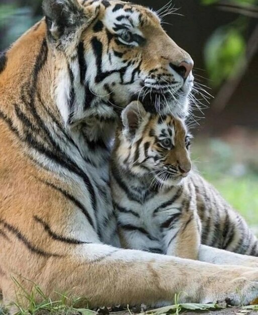 Foto perigo de animais selvagens tigre fotografia de natureza