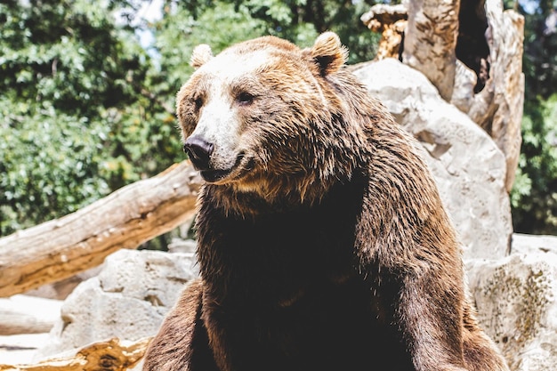 perigo, urso pardo bonito e peludo, mamífero