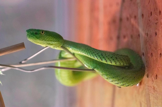 perigosas cobras venenosas, mas lindas trancadas em caixas de vidro