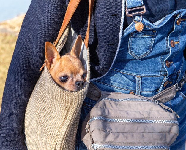 Foto perigoso cachorro puesto en el bolso