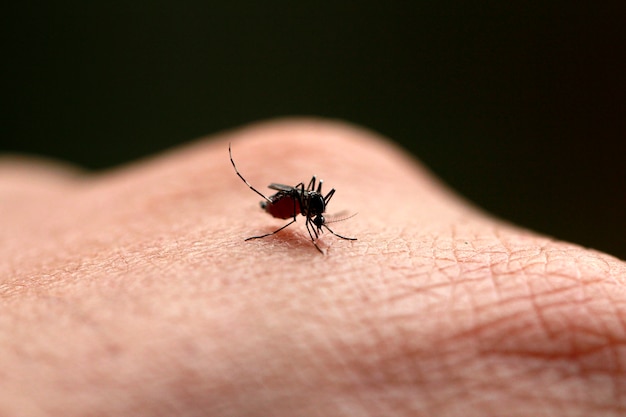 Perigoso vírus Zica aedes aegypti mosquito na pele humana