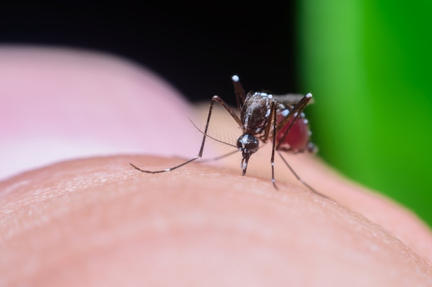 Perigoso vírus Zica aedes aegypti mosquito na pele humana