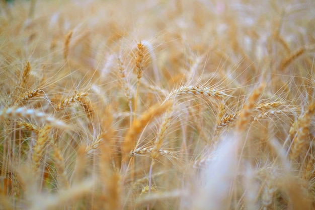 Periodo de cosecha y antecedentes agrícolas