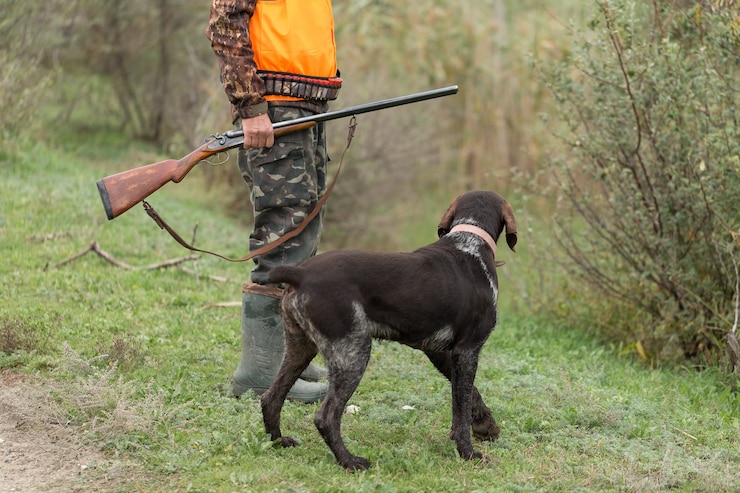 Foto período de caça, temporada de outono aberta. um caçador com uma arma nas mãos em roupas de caça na floresta de outono em busca de um troféu. um homem está de pé com armas e cães de caça rastreando o jogo.